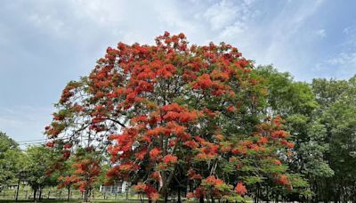 台南水道博物館又到鳳凰花季 樹群熱情豔紅花傘吸睛