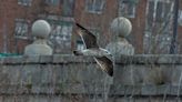 ¿Qué es lo que haces tú aquí, una gaviota en Madrid?