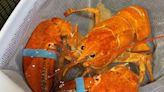 Rare Orange Lobster Rescued By Red Lobster Workers