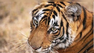 Tigress gives birth to three cubs, including rare white one, in Gwalior zoo - CNBC TV18