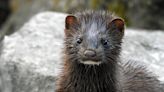 Word from the Smokies: Wondering where the weasels are