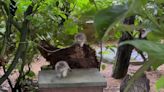 First Pallas’s cats born at Cotswold Wildlife Park explore new home