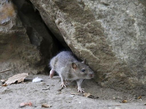 How the 2024 Olympics is fighting its tiniest foe: The rats of Paris