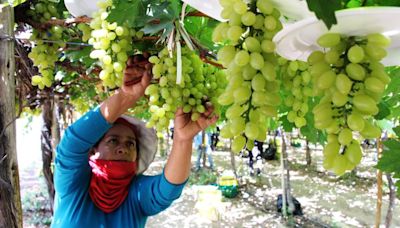 Ingleby Farms apuesta por nueva variedad de uvas de mesa en Perú