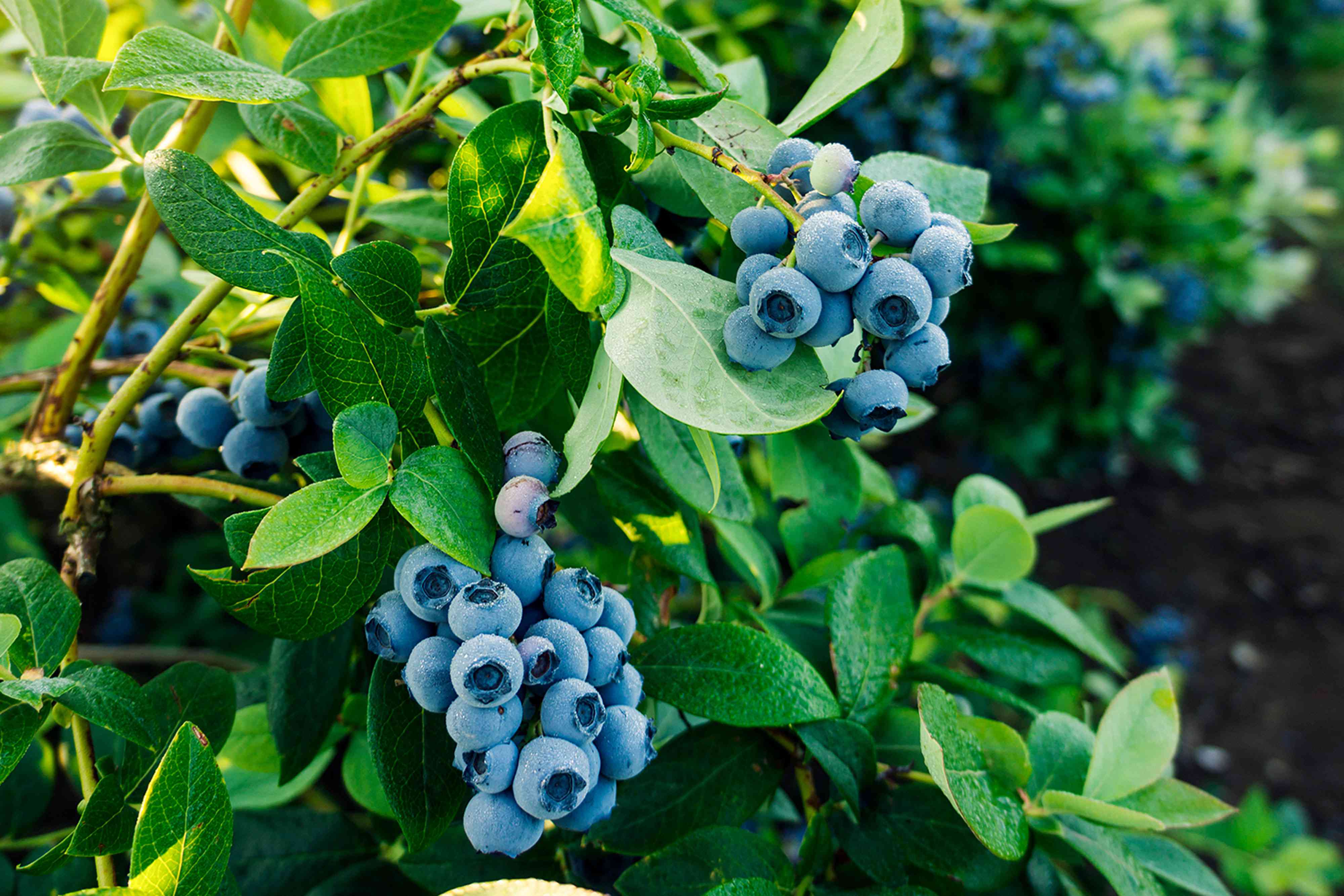 12 Companion Plants to Grow Next to Blueberries for a More Bountiful Harvest