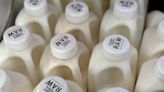 There’s bird flu in US dairy cows. Raw milk drinkers aren’t deterred