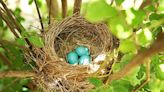 What to do if you find a bird nest near your home | Northwest Arkansas Democrat-Gazette