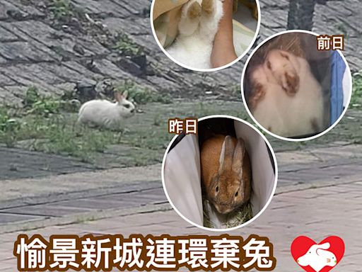 荃灣愉景新城發生連環棄兔事件 四日內四兔被遺棄