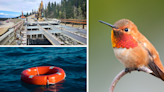 AROUND ALASKA: Bridge Repair, Water Rescue, and Hummingbird Days!