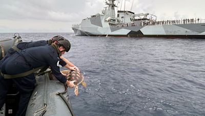 Navy releases six rare turtles that washed up on UK shores into natural habitat