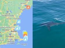 Recent Mass. shark sightings: Map shows great whites off South Shore, North Shore