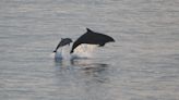 Stranded dolphins’ brains show common signs of Alzheimer’s disease – study