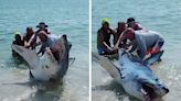 Dramatic video shows a stranded shark thrashing wildly as beachgoers try to save it