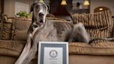 Zeus, World's Tallest Dog, Dies at 3