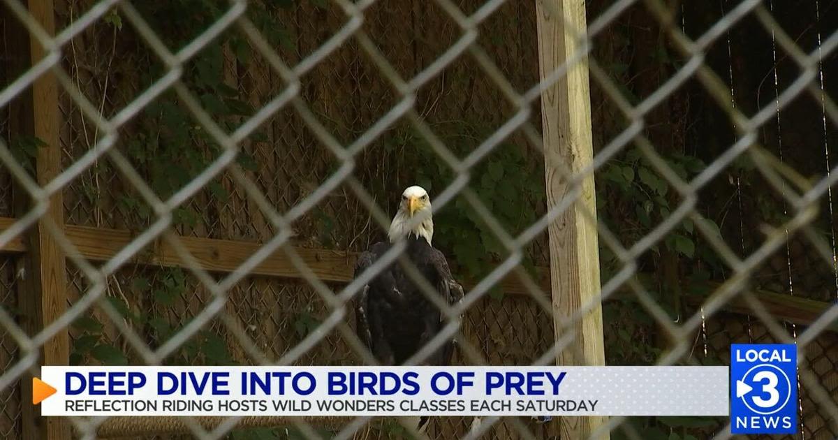 Take a deep dive into the world of birds of prey at Reflection riding