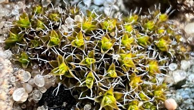 'Super moss' discovered that could help sustain life on Mars