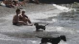 Así es la convivencia entre perros y bañistas en la playa del Rinconón (en imágenes)