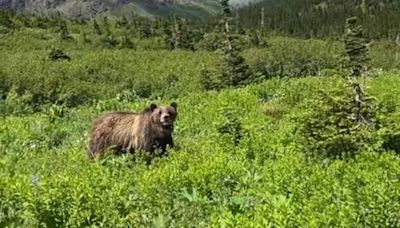 Woman comes face-to-face with fearsome predator in Montana beauty spot