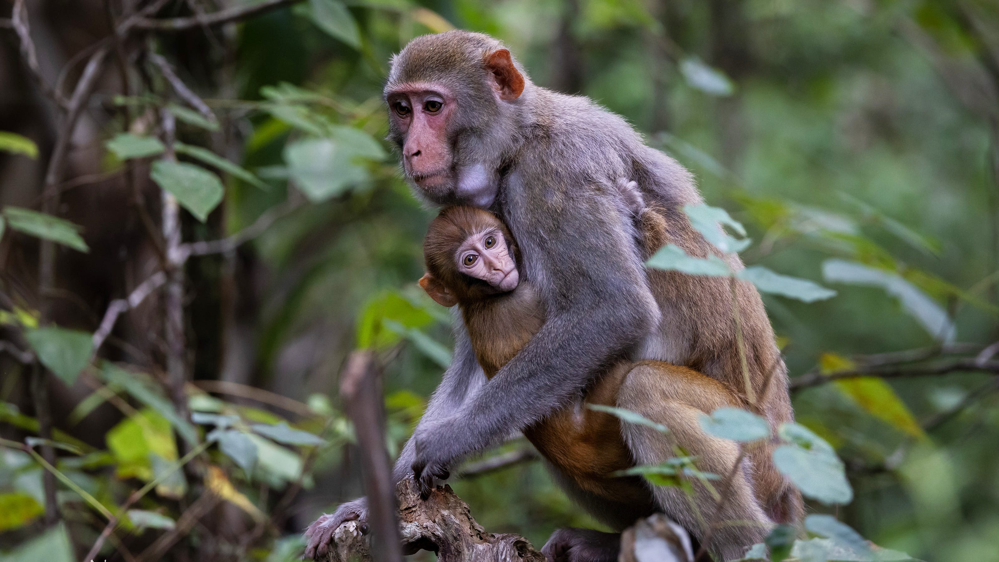 Monkeys in Florida are considered invasive, and these are the 5 species found here