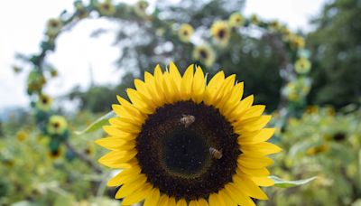 Una familia nicaragüense crea un negocio turístico con un campo de girasoles