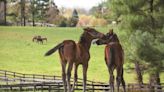 Maryland Horse Breeders Elect Five Board Members