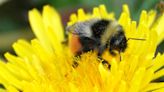 Rare bumblebee numbers rise after meadows restored