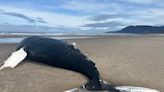 VIDEO: Floating whale carcass washes ashore on Oregon Coast