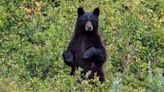 A Relocated Bear Walked 1,000 Miles Back to Its Favorite Campsite