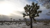 Joshua trees rejected for protection under the federal Endangered Species Act