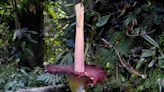 Hundreds Line Up in San Francisco to See 7-Foot Tall Corpse Flower That Smells 'Like a Porta Potty'