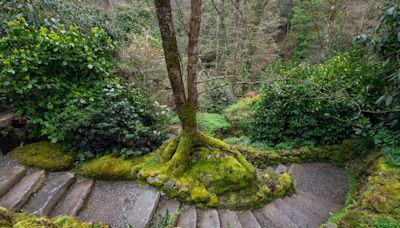 How to cope with a slope: Challenges of the Irish garden