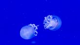 Woman Shows Off Her New 'Pet Jellyfish' in Video That Has People Captivated