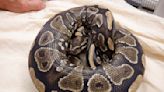 Hawaii sounds alarm after python is discovered at Oahu home