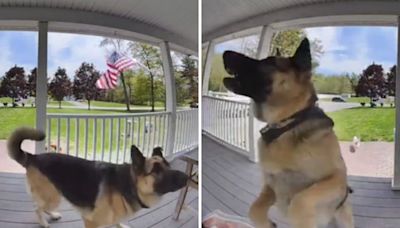 Doorbell cam captures dog "protecting the family" from unlikely intruder