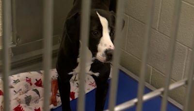 Shelby County Humane Society sees intake numbers rise