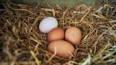 Las autoridades advierten contra el consumo de huevos caseros en París