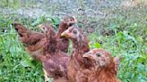 North Huntingdon tightens rules on backyard chickens