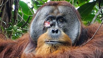 In a 1st, an orangutan was seen treating its wound with a medicinal plant