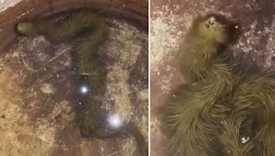 Unusually hairy snake like creature goes viral, Internet asks snake or dragon?