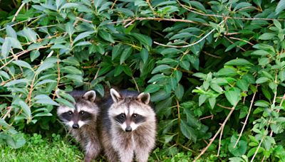 How to Get Rid of Raccoons in Your Yard