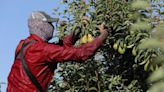 WA farmers brace for summer drought on heels of harvest shortfalls