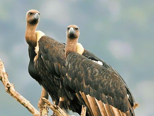 Study highlights lack of awareness about vulture conservation in Mudumalai and Sathyamangalam Tiger Reserves in T.N.