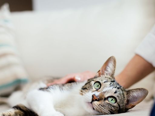 10 Most Affectionate Cat Breeds that Make Great Pets