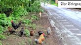 Noisy flock of feral chickens force villagers to wear earplugs