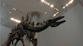 Stegosaurus fossil fetches nearly US$45M, setting record for dinosaur auctions