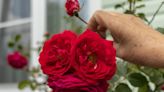 Prune roses in expert’s five quick steps for an ‘abundance of flowers’