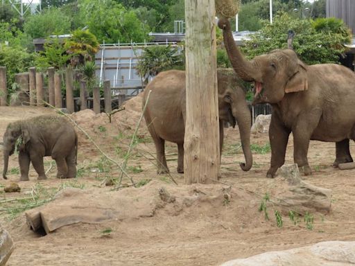 Chester Zoo staff 'deeply shocked and saddened' at heartbreaken sudden death