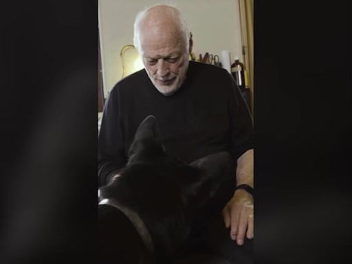 Pink Floyd: David Gilmour’s dog dances in video announcing singer’s new album