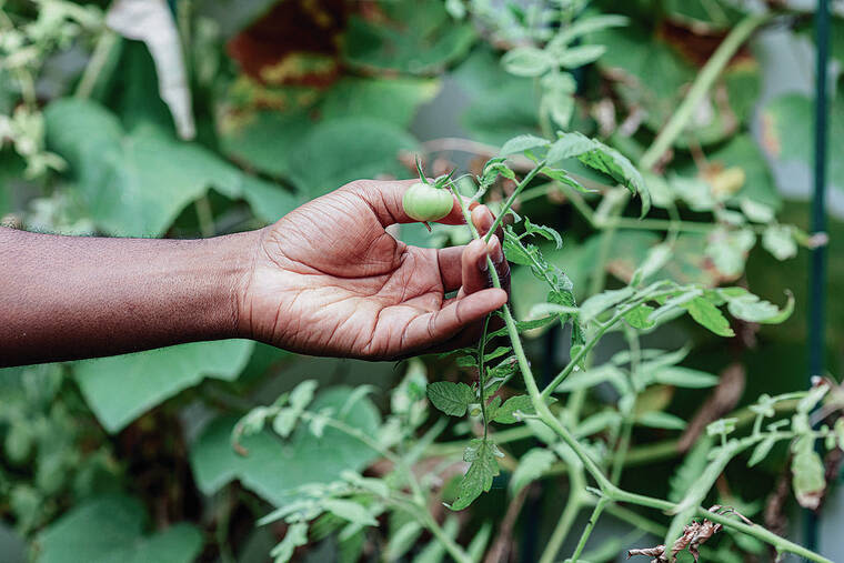 Why gardening is so good for you | Honolulu Star-Advertiser