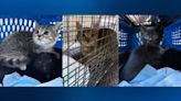 4 more kittens, mom found at Kennywood